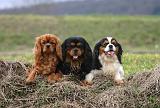 CAVALIER KING CHARLES 776